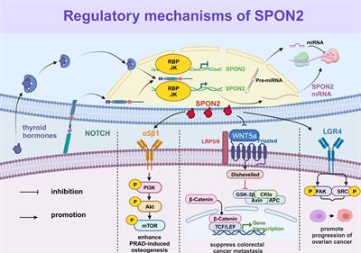 The biological functions and related signaling pathways of SPON2